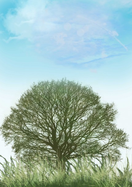 Дерево и небо