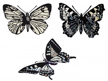 Три бабочки в черно-белом цвете