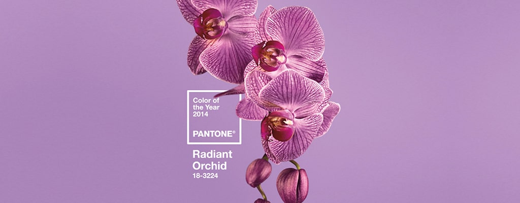 Фоновый цвет года – сияющий светло-лиловый, по мнению Pantone
